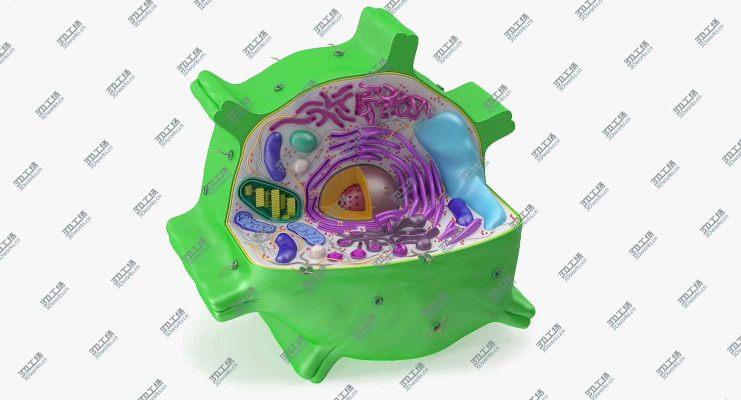 images/goods_img/202105071/Plant Cell/2.jpg